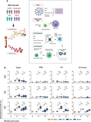 Distinct Immune Response at 1 Year Post-COVID-19 According to Disease Severity